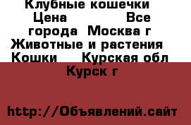 Клубные кошечки › Цена ­ 10 000 - Все города, Москва г. Животные и растения » Кошки   . Курская обл.,Курск г.